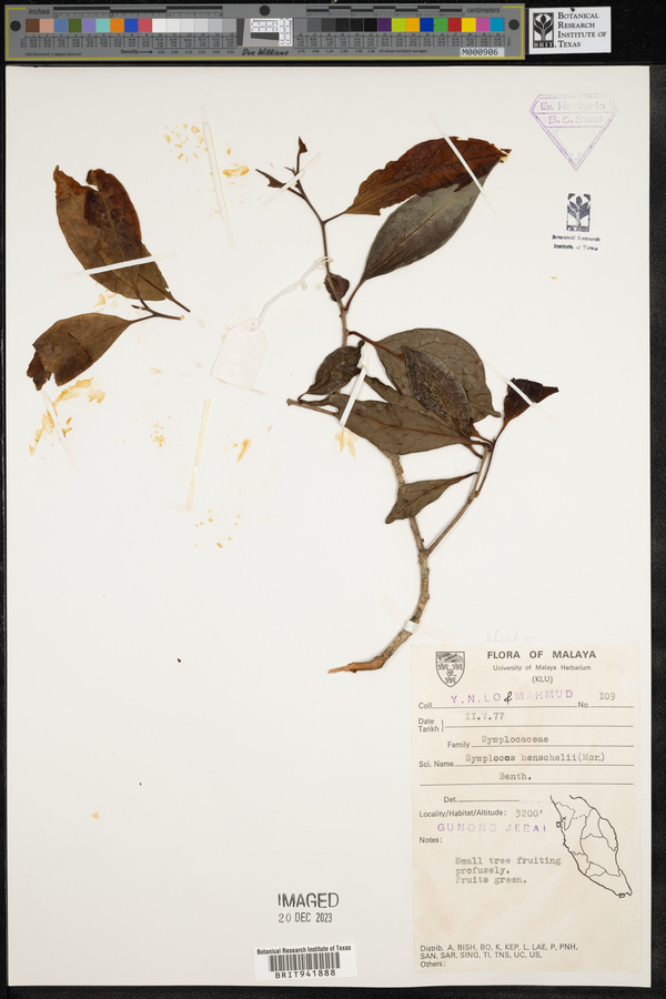 Cordyloblaste henschelii image