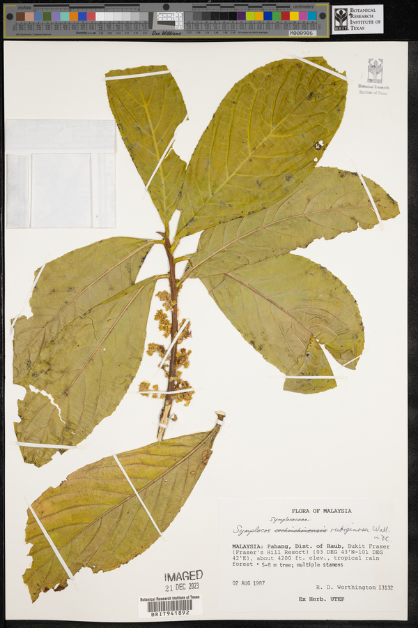 Symplocos rubiginosa image