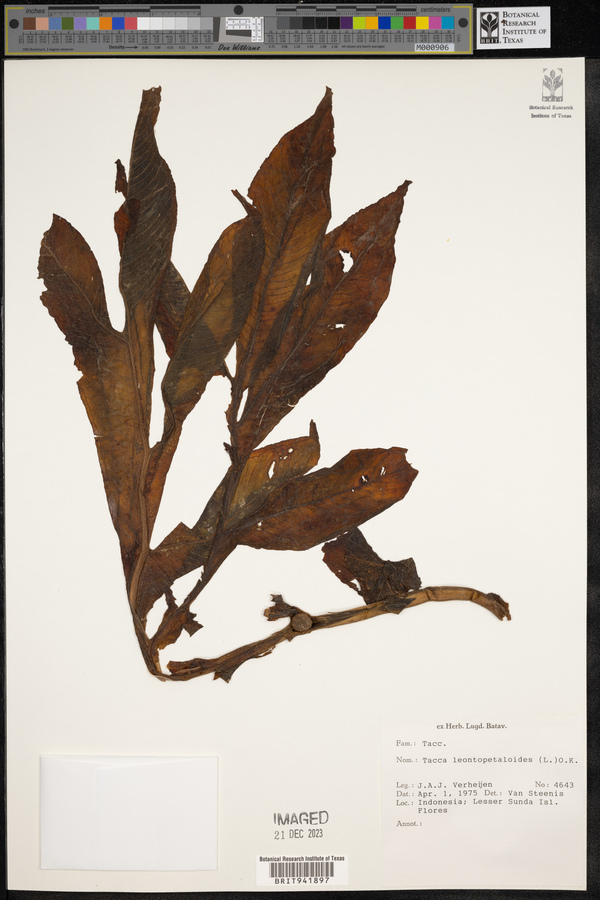 Tacca leontopetaloides image