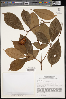 Ternstroemia cherryi image