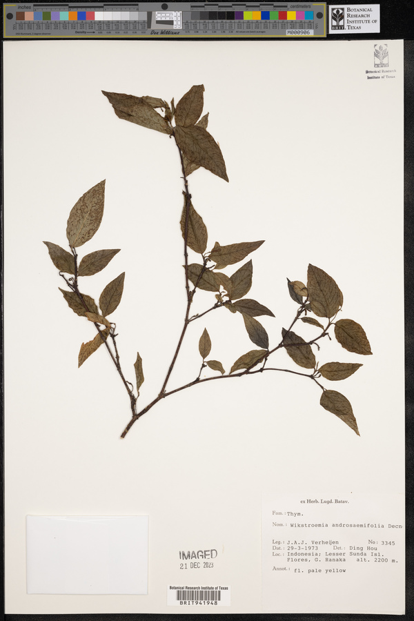 Wikstroemia androsaemifolia image