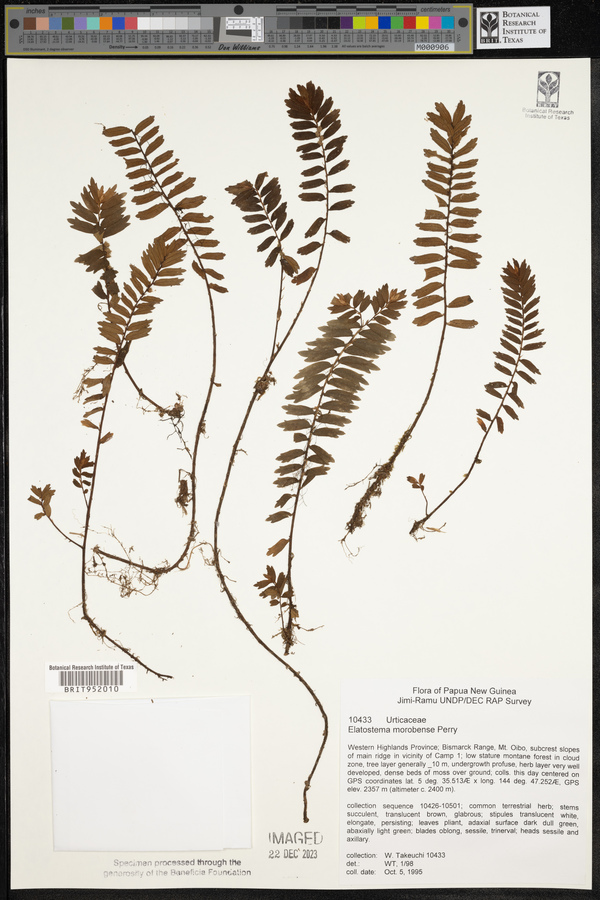 Elatostema morobense image