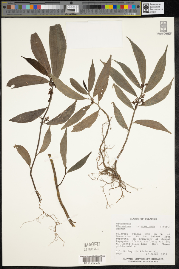 Elatostema acuminatum image