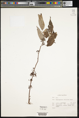 Debregeasia longifolia image