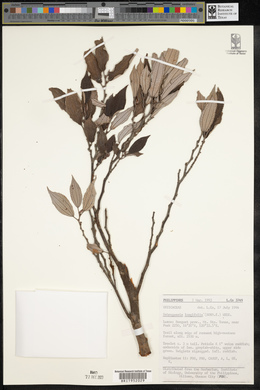 Debregeasia longifolia image