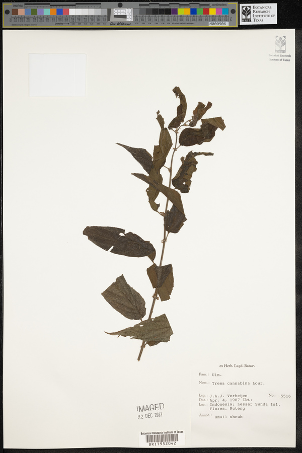 Trema cannabina image