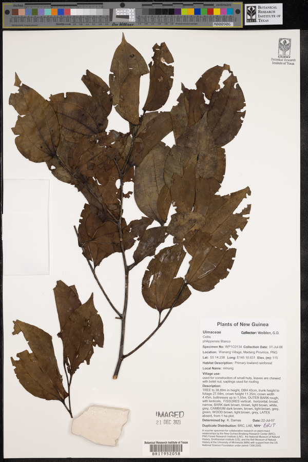 Celtis philippensis image