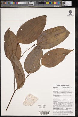 Celtis latifolia image
