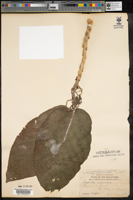 Image of Dendrocnide meyeniana