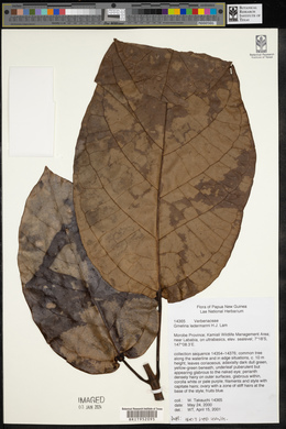 Media resource of Gmelina ledermannii