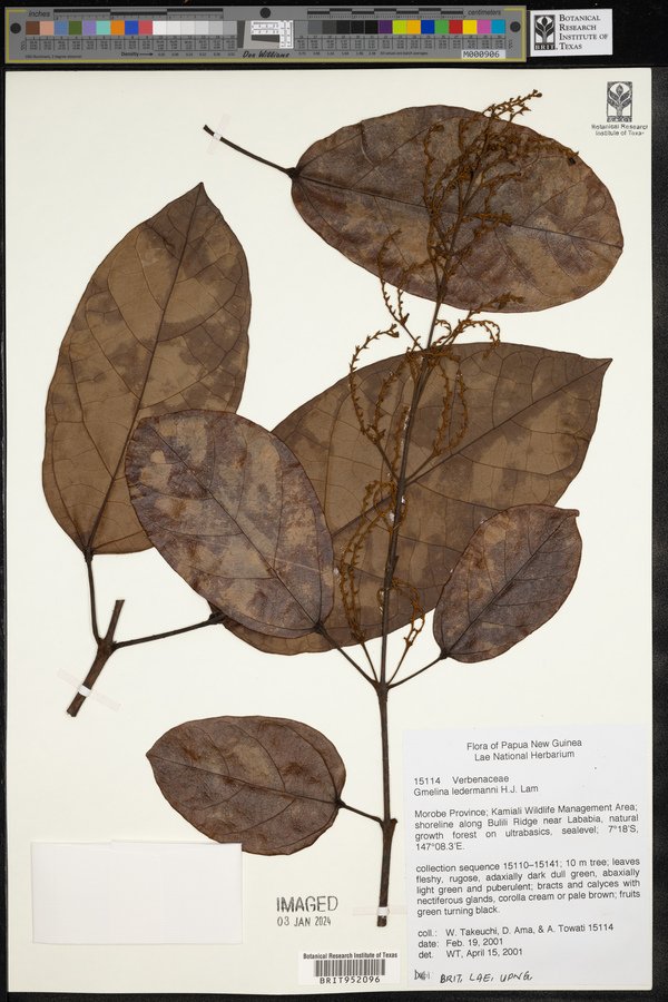 Gmelina ledermannii image