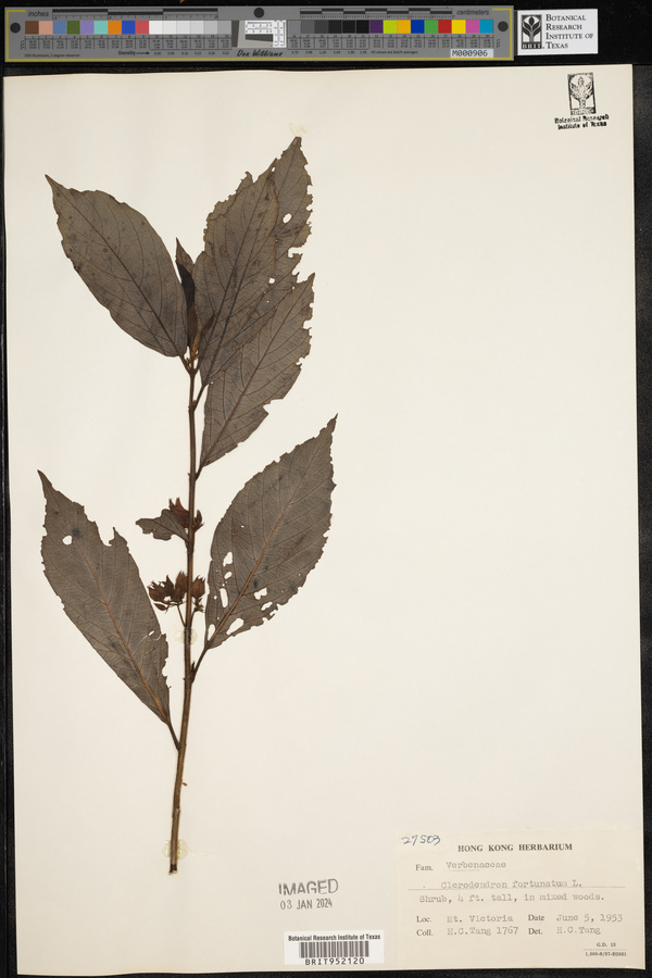 Clerodendrum fortunatum image