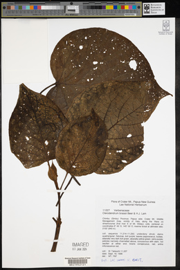 Image of Clerodendrum brassii