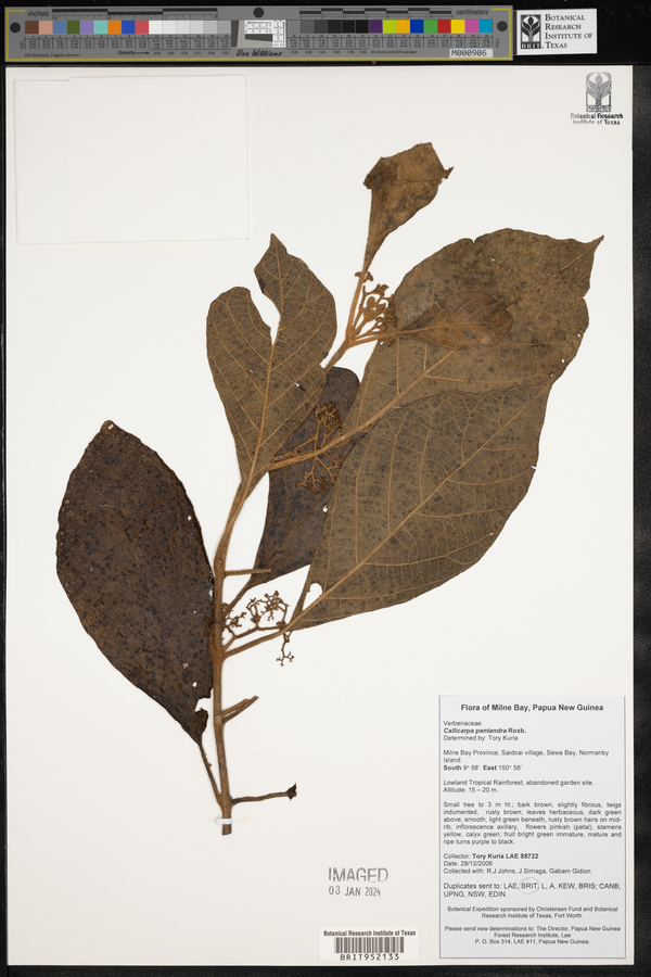 Callicarpa pentandra image