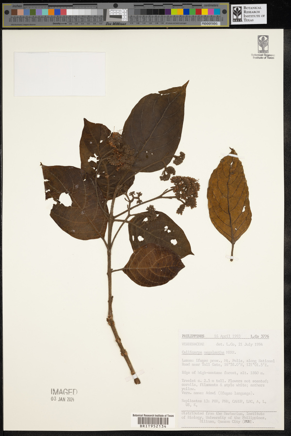 Callicarpa subglandulosa image