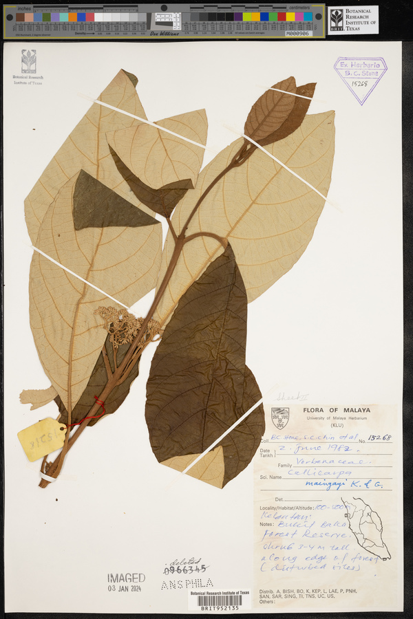 Callicarpa maingayi image