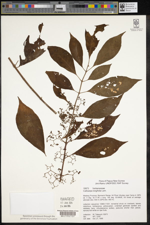 Callicarpa longifolia image