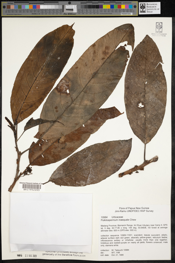 Poikilospermum inaequale image