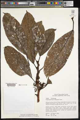 Poikilospermum inaequale image