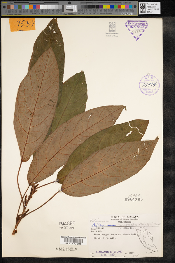 Poikilospermum image