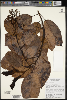 Gmelina ledermannii image