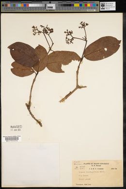 Premna trichostoma image