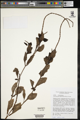 Stachytarpheta cayennensis image