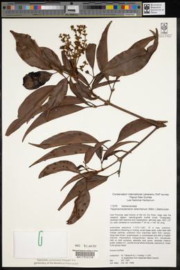 Teijsmanniodendron ahernianum image