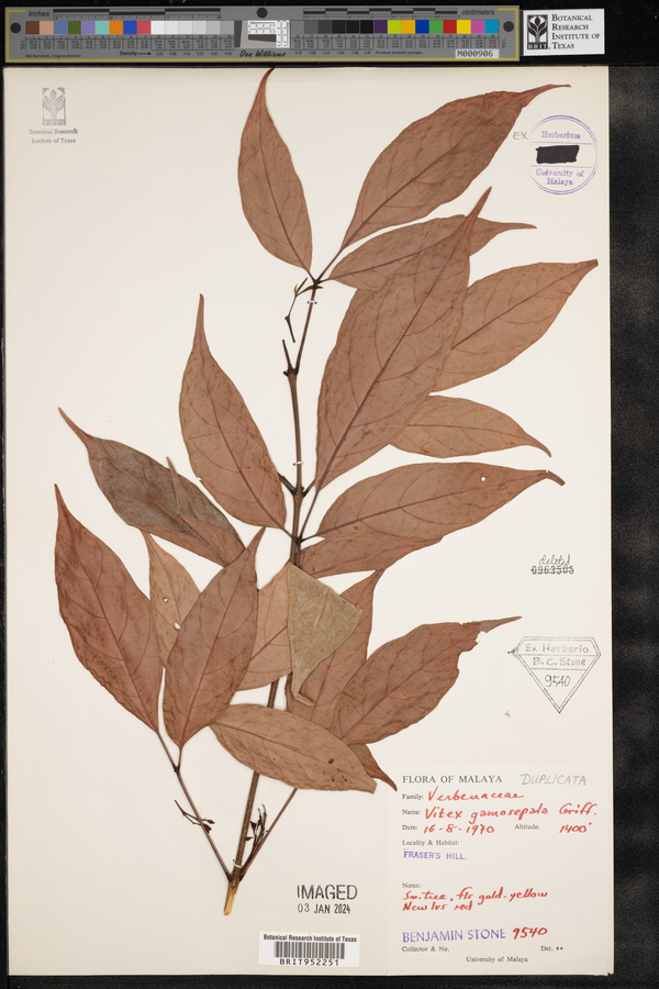 Vitex gamosepala image