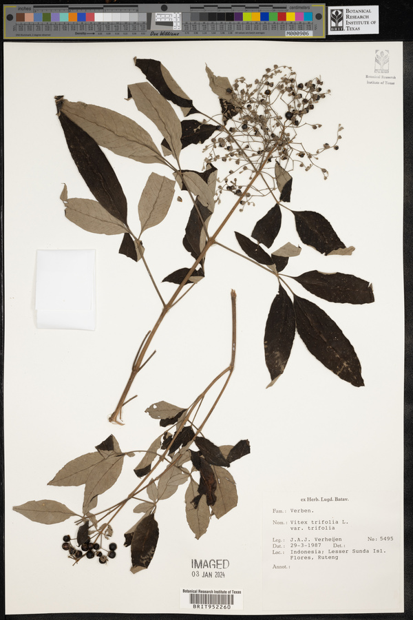 Vitex trifolia var. trifolia image