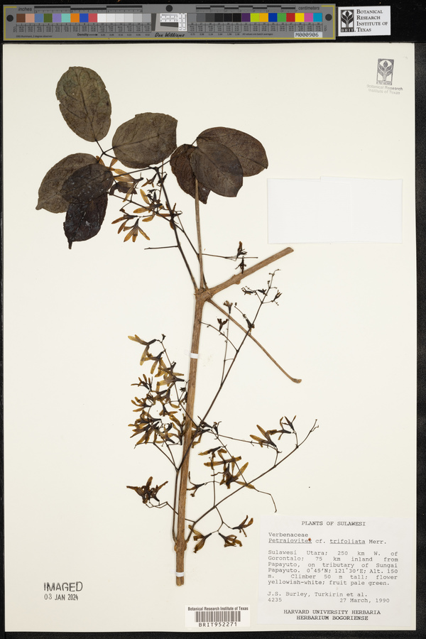 Petraeovitex trifoliata image