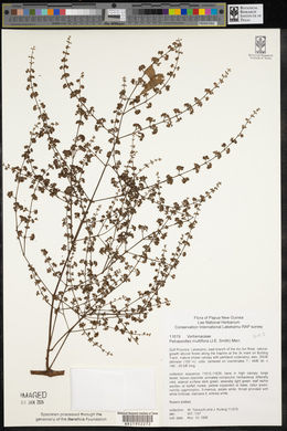 Petraeovitex multiflora image