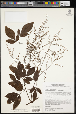 Petraeovitex multiflora image