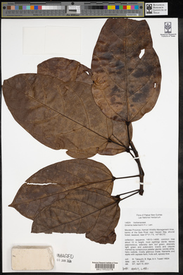 Gmelina ledermannii image
