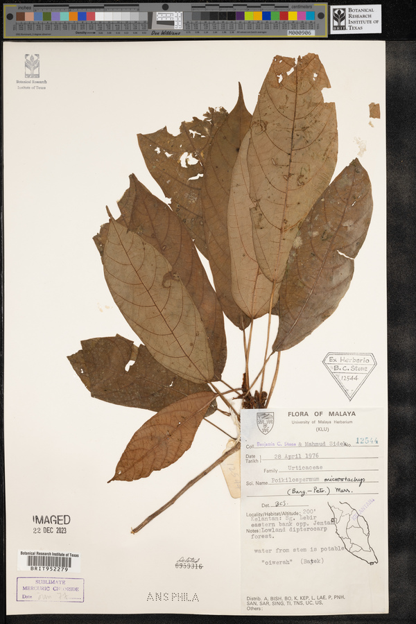 Poikilospermum microstachys image