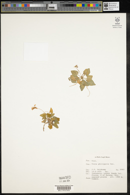 Viola philippica image