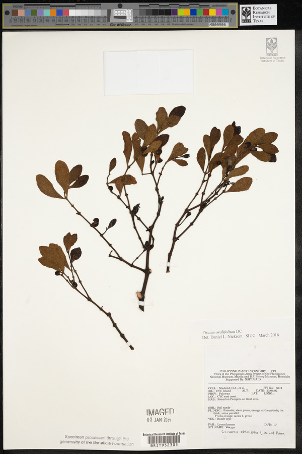 Viscum ovalifolium image