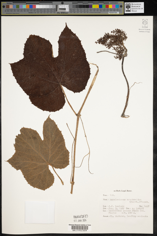 Ampelocissus arachnoidea image