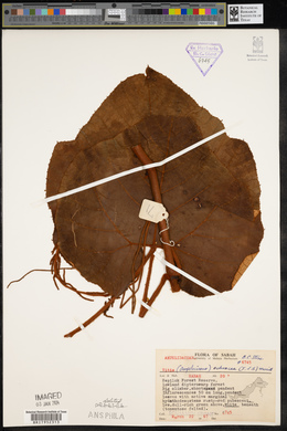 Ampelocissus ochracea image