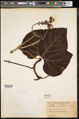 Ampelocissus ochracea image
