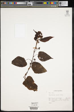 Cissus adnata image