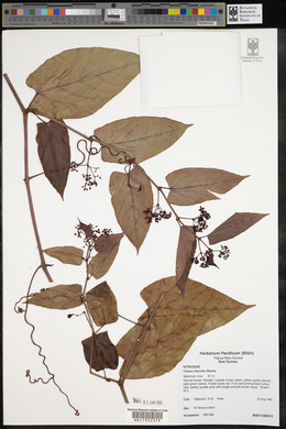 Cissus javana image