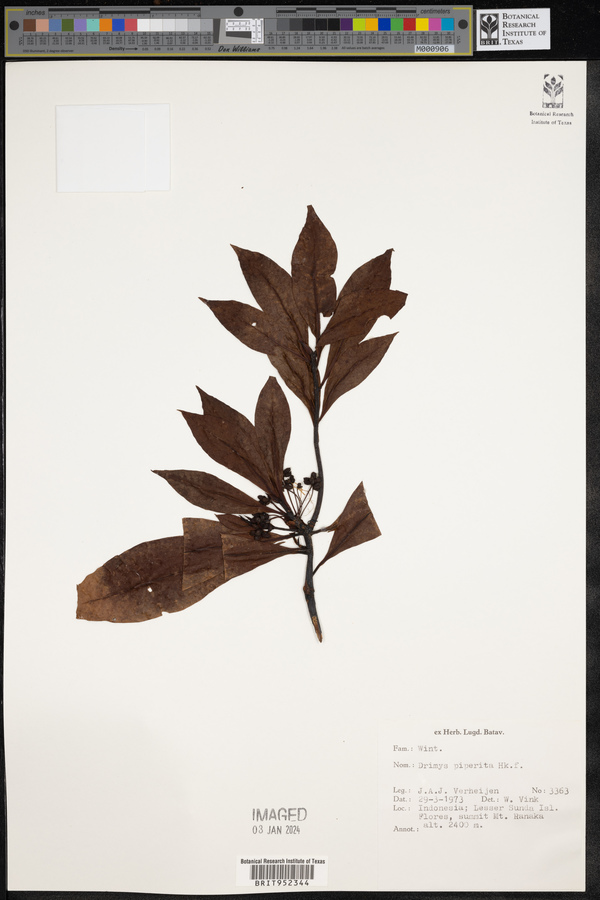 Drimys piperita image