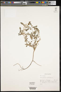 Tribulus cistoides image