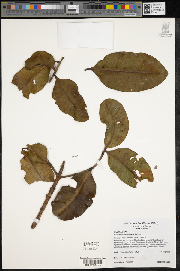Garcinia archboldiana image