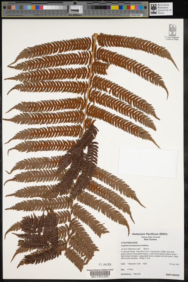 Cyathea atrospinosa image