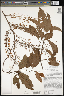 Elaeocarpus multisectus image