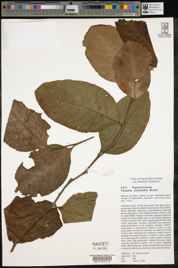 Casearia clutiifolia image