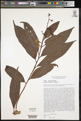 Ardisia forbesii image