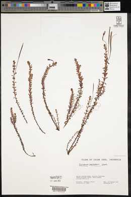 Epilobium prostratum image